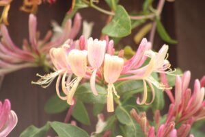 flower, petals, plant-5440491.jpg
