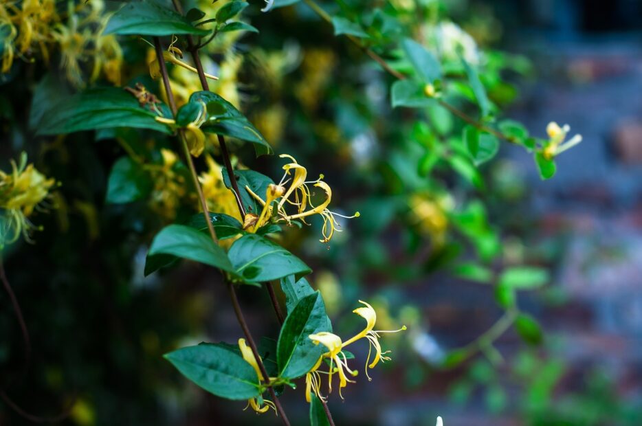 plant, honeysuckle, fresh-2579007.jpg