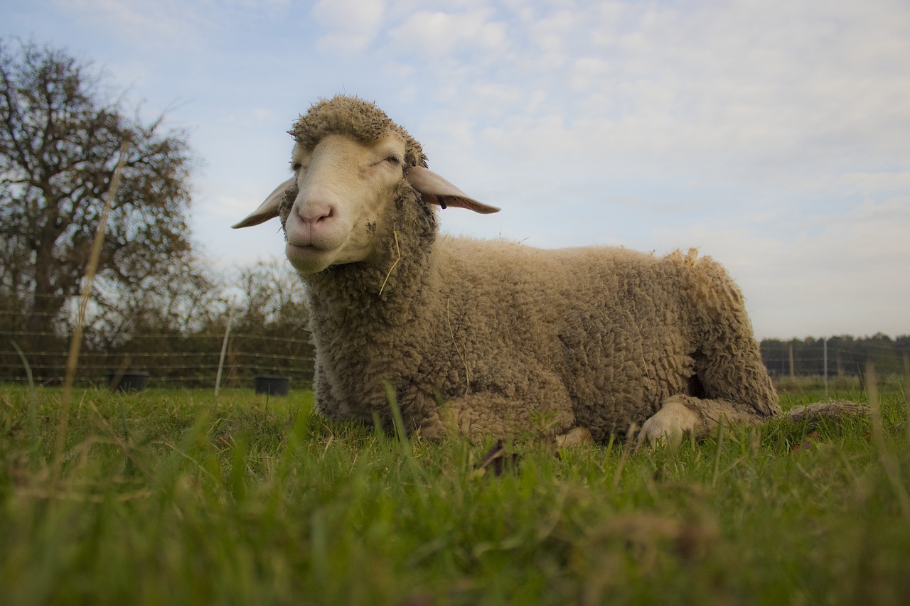 animal, sheep, meadow-2924965.jpg