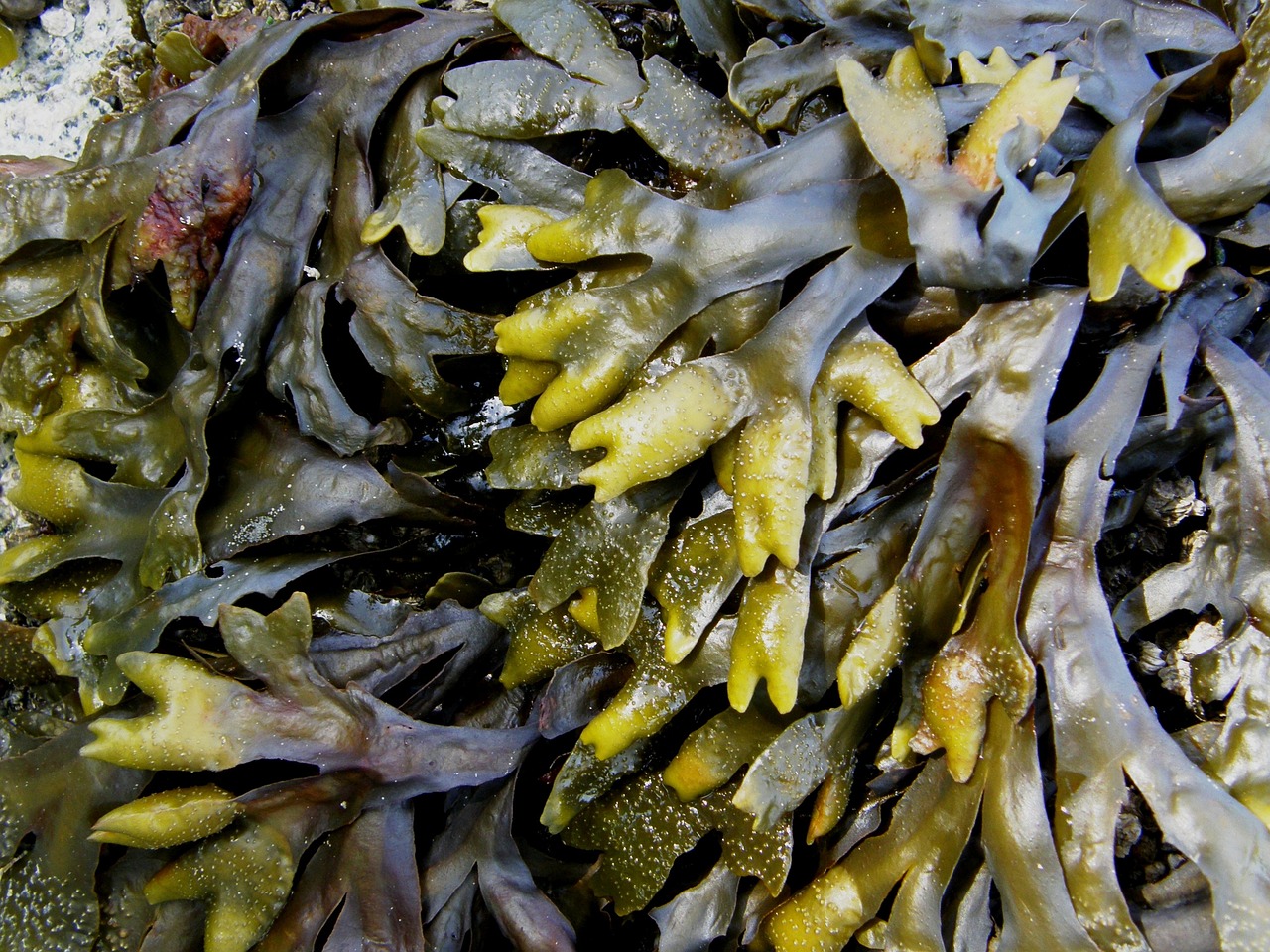 kelp, seaweed, sea-2147456.jpg