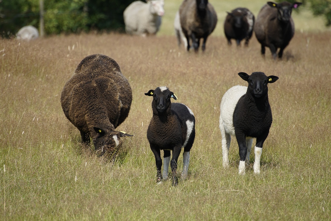 lambs, sheep, pasture-7429768.jpg