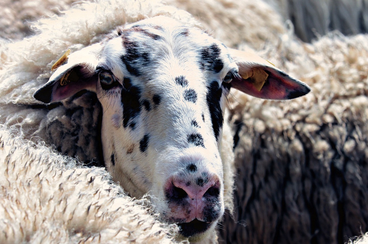 sheep, flock of sheep, animals-4196562.jpg