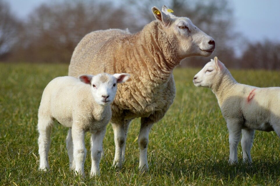 the sheep, lambs, ewe-7859091.jpg