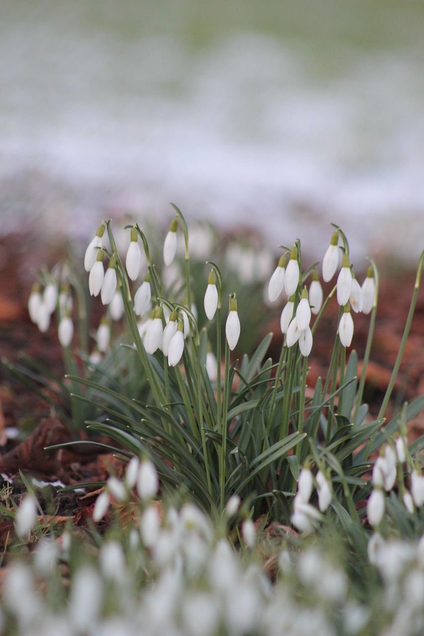 flower, beautiful flowers, snowdrop, nature, spring, beginning of spring, close up, signs of spring, flower background, snowdrop, snowdrop, snowdrop, flower wallpaper, snowdrop, snowdrop