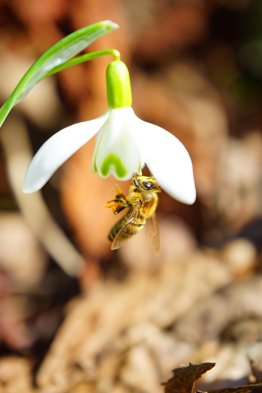 bee, pollination, honey, close up, macro, snowdrop, blossom, bloom, spring flower, plant, signs of spring, bloom, spring, galanthus, amaryllis, amaryllidaceae, nature, little snowdrop, galanthus nivalis, ordinary snowdrop