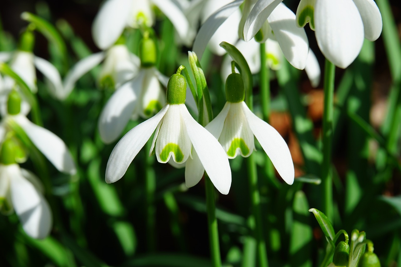 snowdrops, flowers, white flowers, bloom, blossom, flora, flower wallpaper, floriculture, horticulture, botany, nature, plants, flower background, close up, spring flowers, spring, galanthus, amaryllis plant, amaryllidaceae, common snowdrops, galanthus nivalis, snowdrops, snowdrops, snowdrops, beautiful flowers, snowdrops, snowdrops