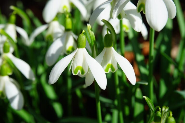 Macro shot of blooming snowdrops showcasing their delicate white petals in a spring garden.
